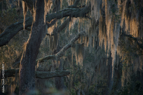 Morning sun highlights the Spanish moss hanging from oak tree in Ravine Garden State Park