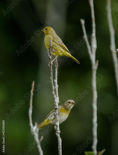 Vista de Pássaros Silvestres na Serra da Mantiqueira realizada nesta sexta-feira (04), em Santo Antônio do Pinhal, SP.
