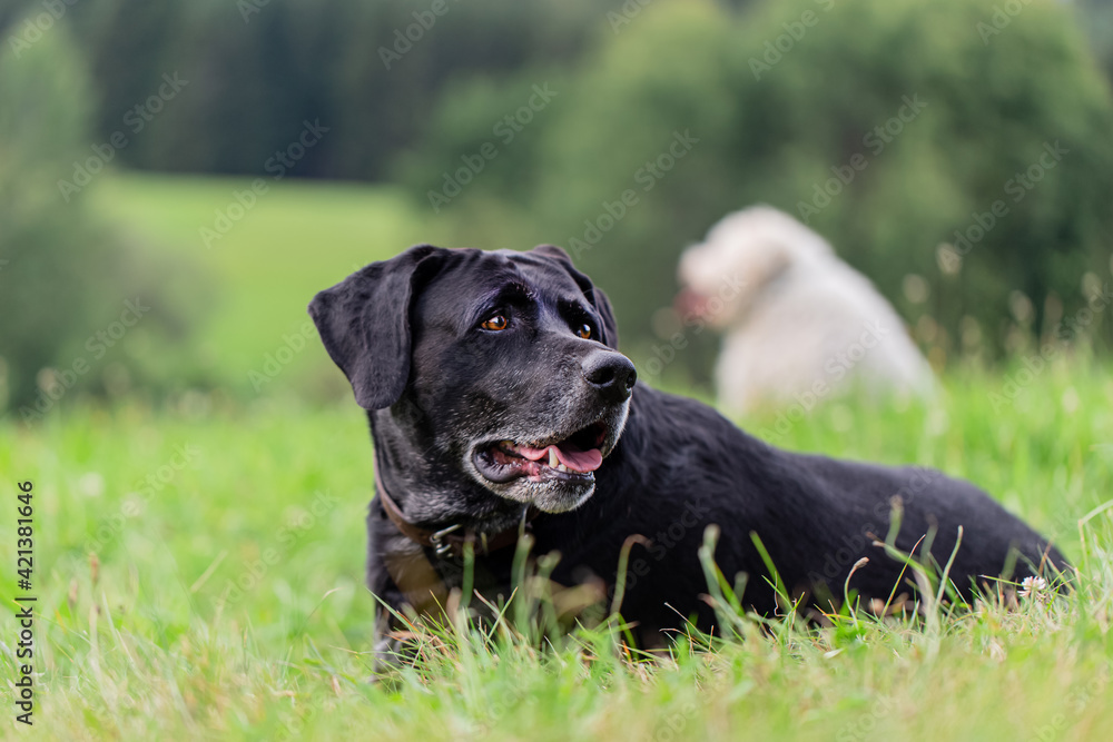 Close-up of a senior black Labrador retriever dog resting on a green summer meadow, with another dog blurred in the background Close-up of a senior black Labrador retriever dog resting on a green summer meadow, with another dog blurred in the background