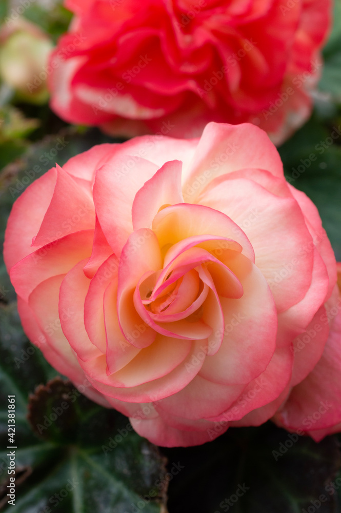 Obraz premium pink rose