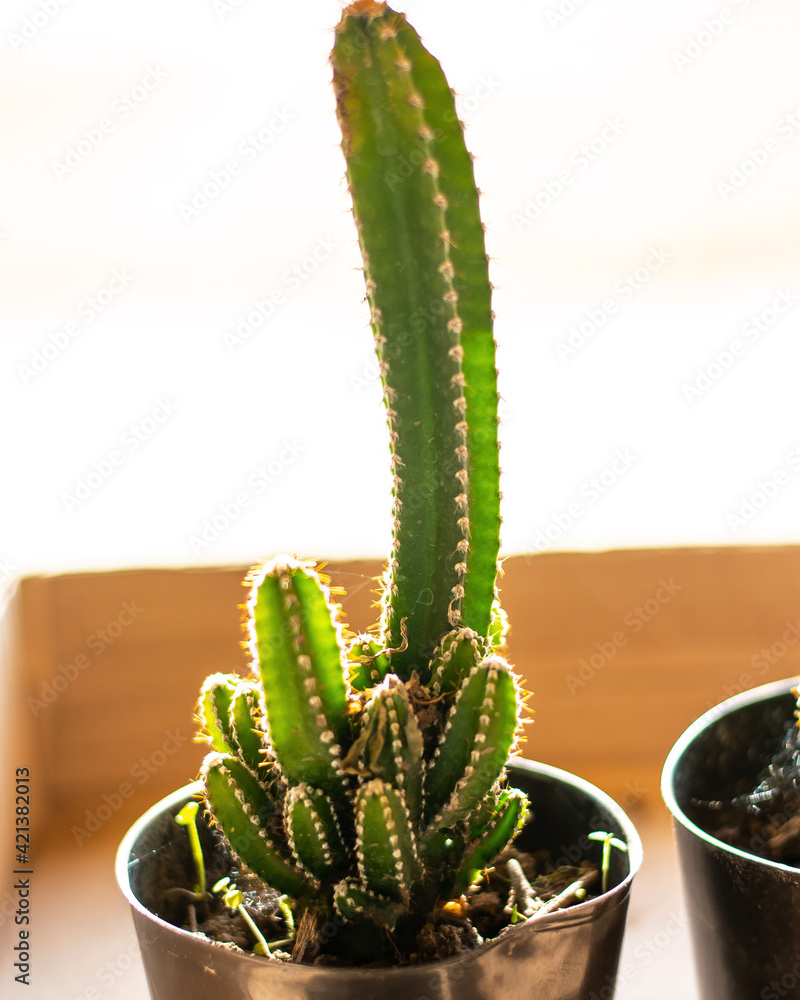cactus isolated on white cactus isolated on white