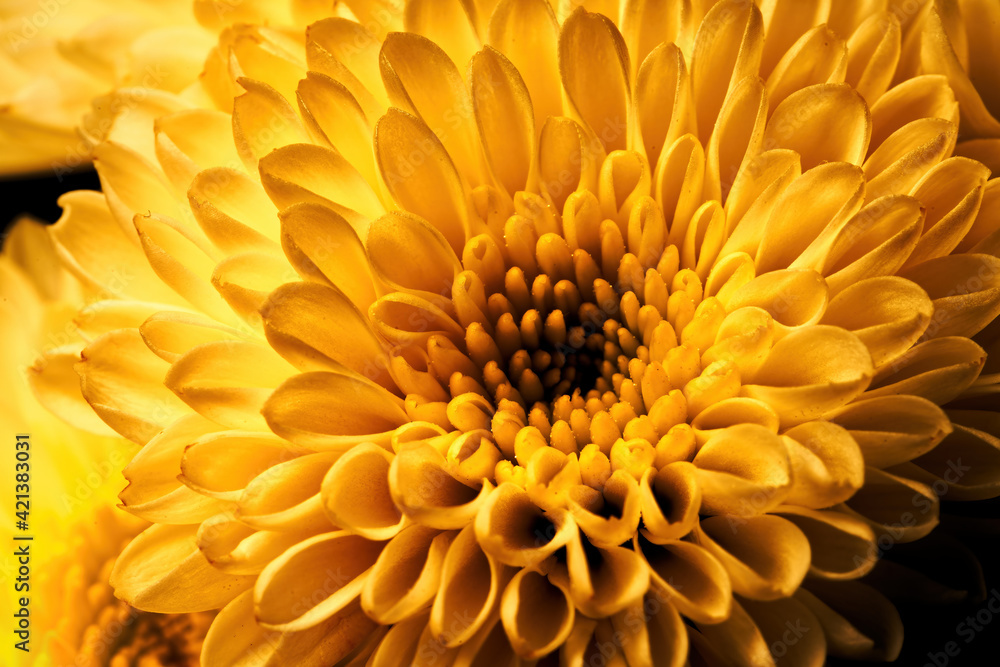 yellow chrysanthemum close up yellow chrysanthemum close up