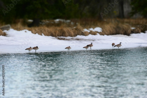 wildlife