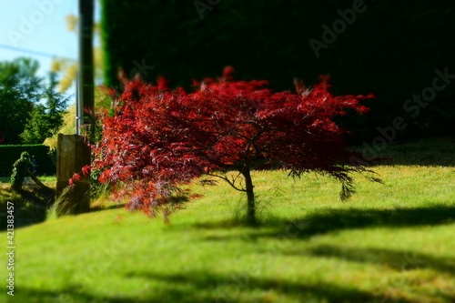 tree in the garden