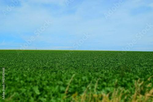 green field and blue sky