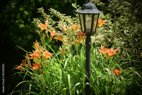 lantern in the park