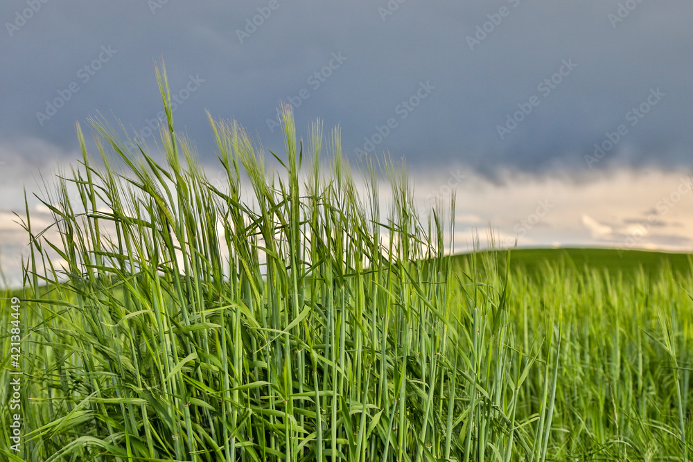 USA, Washington State, Palouse. Storm clouds advancing over Pullman.