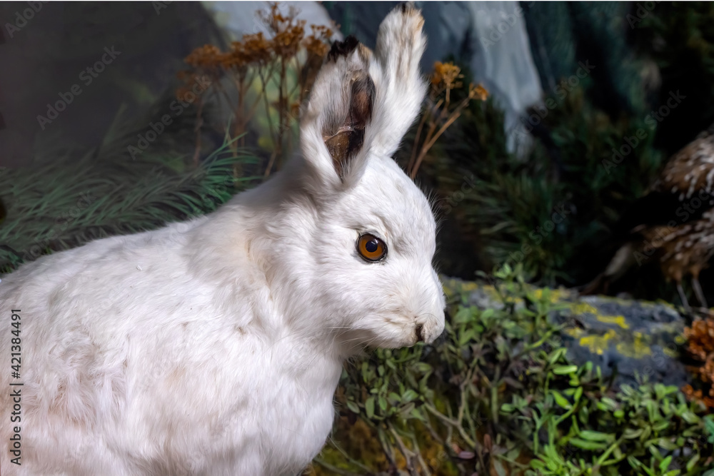 Obraz premium Mountain hare in the Alps