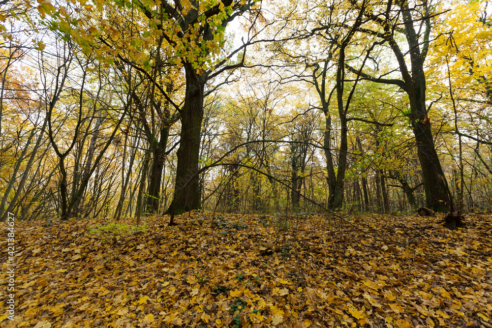Obraz premium fallen to the ground foliage of deciduous trees