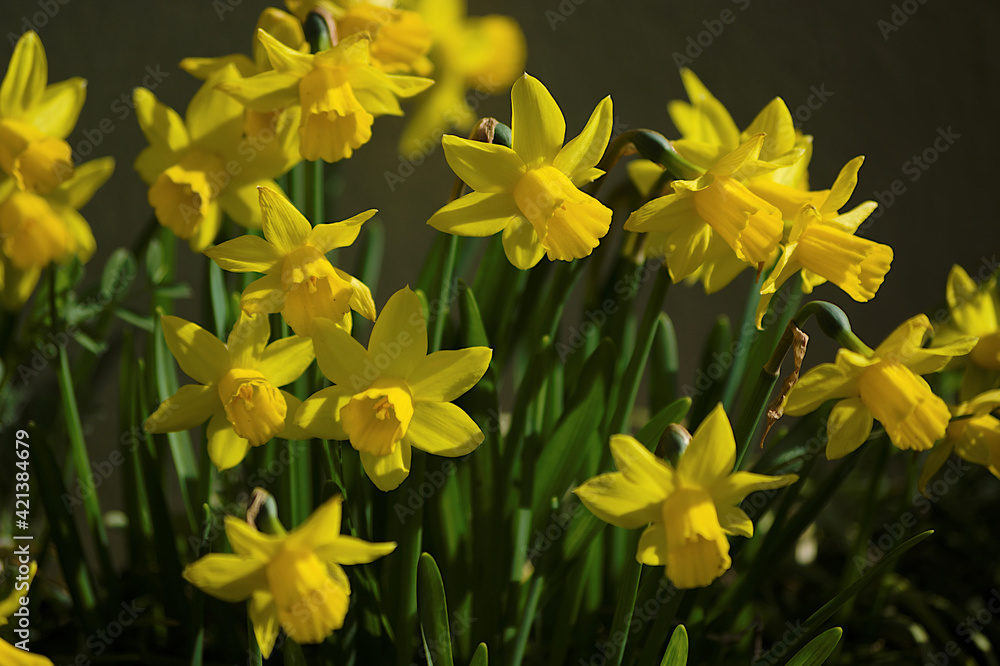 yellow daffodils in spring yellow daffodils in spring