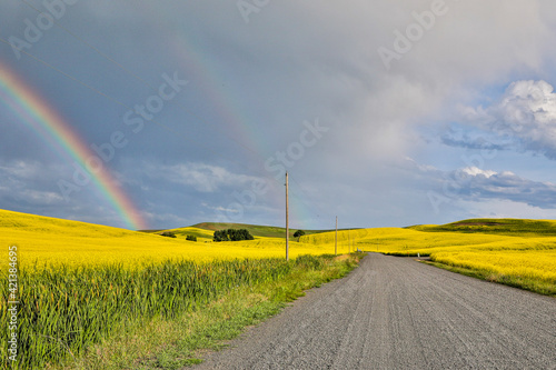 USA, Washington State, Palouse. Double rainbows over the canola fields in Pullman. photo