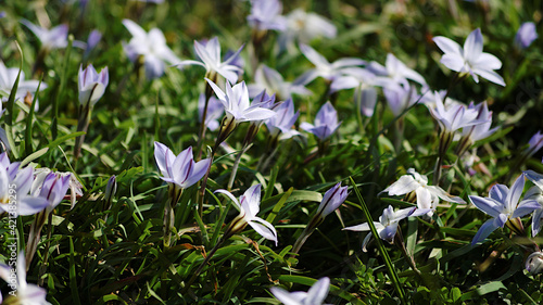 spring flowers in the grass