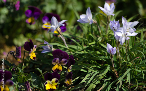 flowers in spring