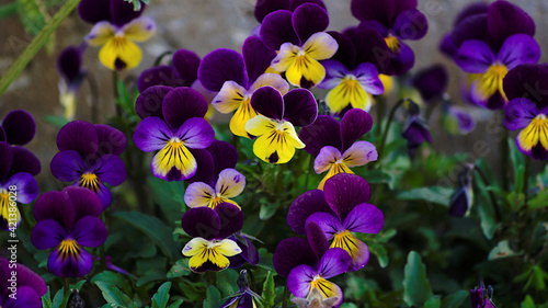 flowers in spring