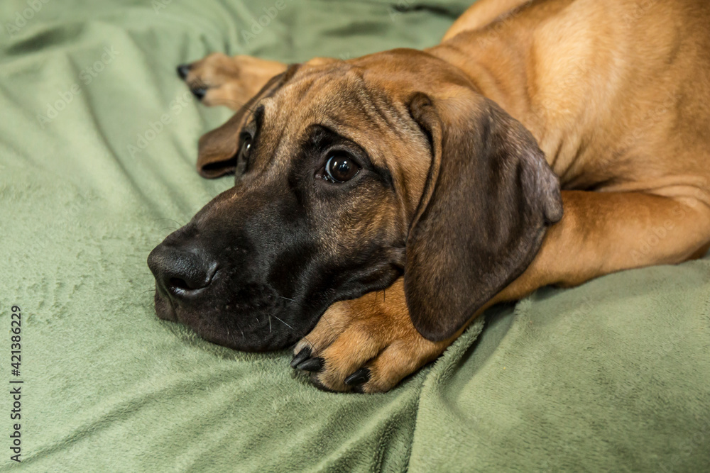 Four month old Rhodesian Ridgeback puppy reclining on a covered sofa. Four month old Rhodesian Ridgeback puppy reclining on a covered sofa.