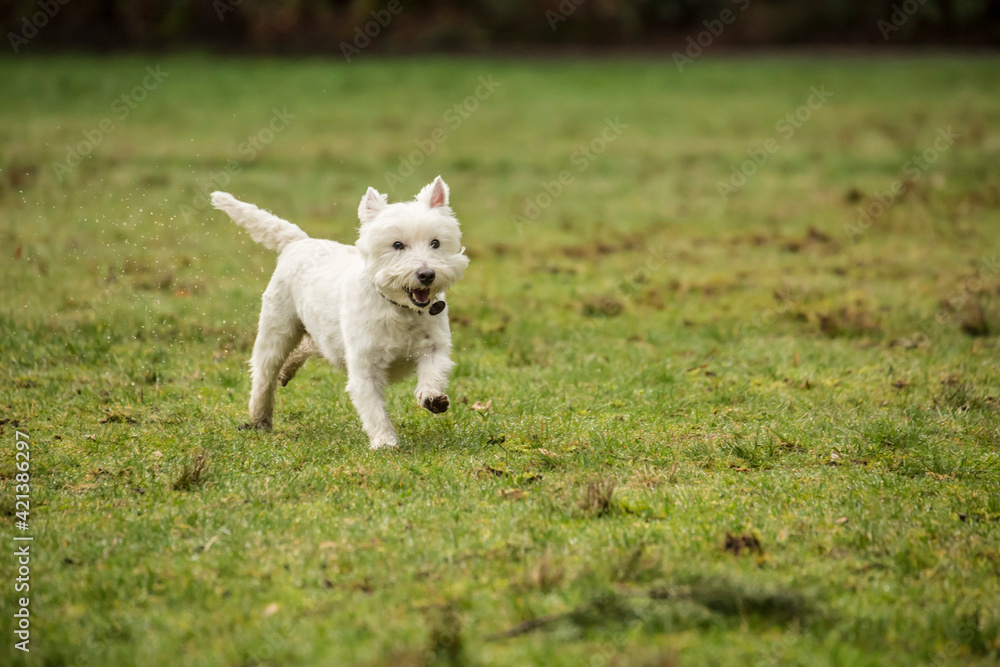 Issaquah, Washington State, USA. Westie running playfully through some very wet grass at a park. 