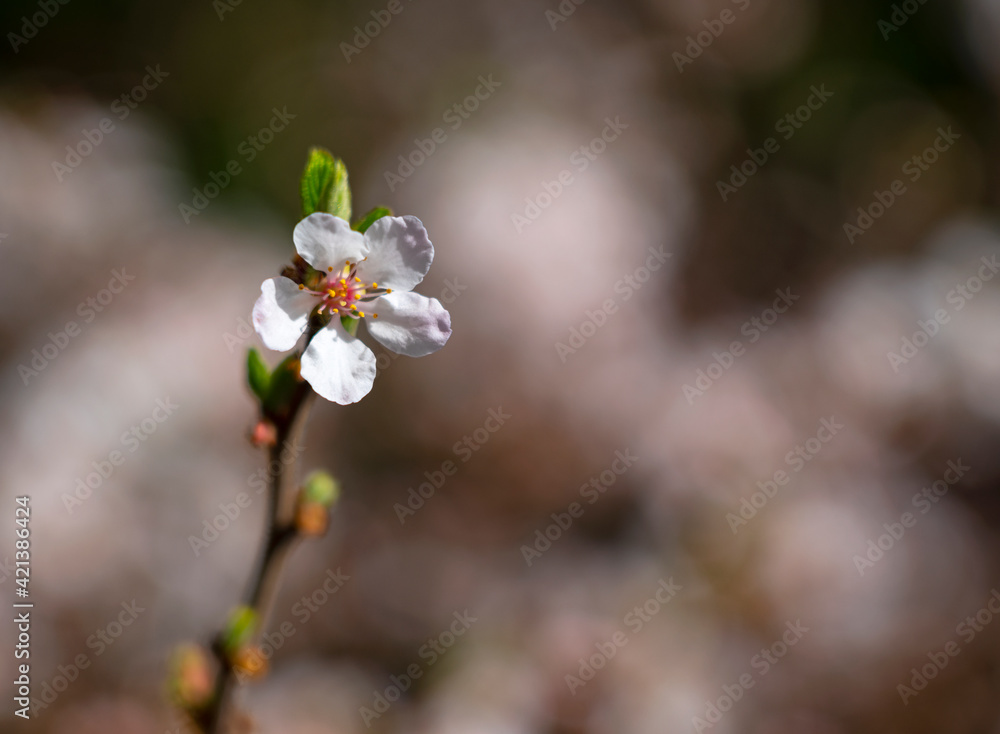 Close-up of a Prunus tomentosa