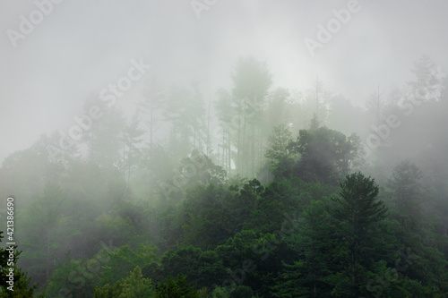 Trees Peaking Through Dense Fog