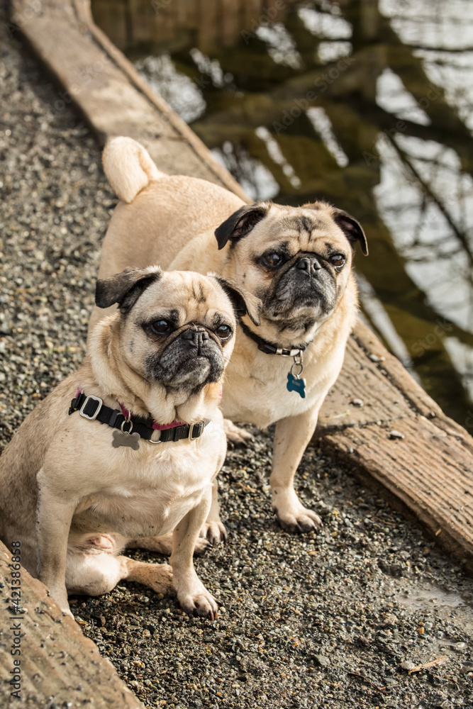 Redmond, Washington State, USA. Two fawn Pugs posing by the Sammamish river in Marymoor Park. 