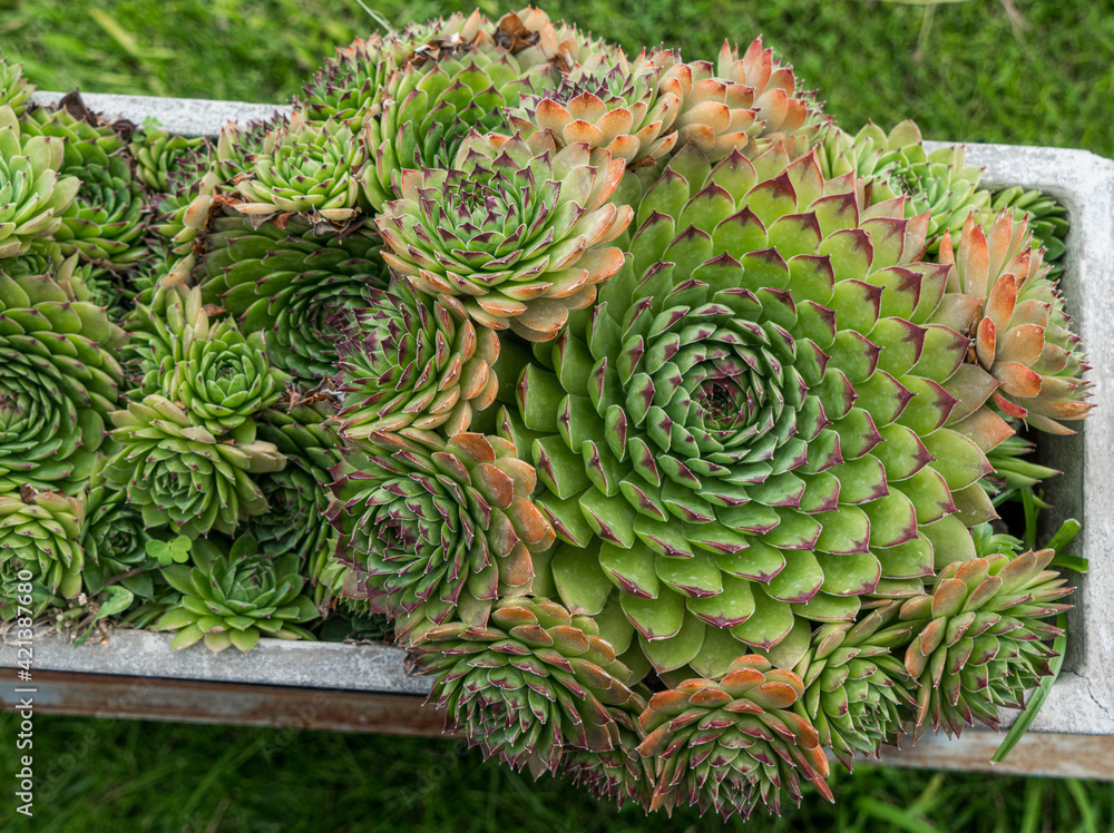 Fototapeta premium sempervivum dzhavachischvilii leaves