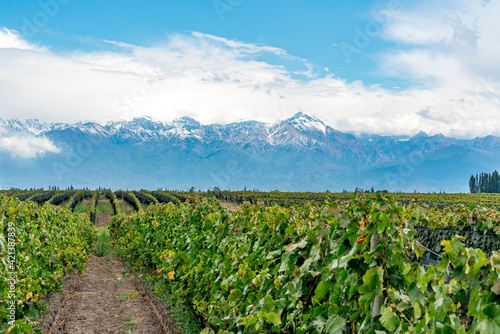 Argentina, Valle de Uco, viticulture on the edge of the Andes
near Mendoza. photo