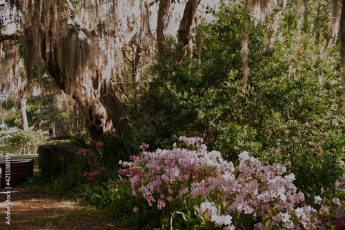 Azaleas blooming in the sunshine at the Ravine Gardens State Park © Moments by Patrick
