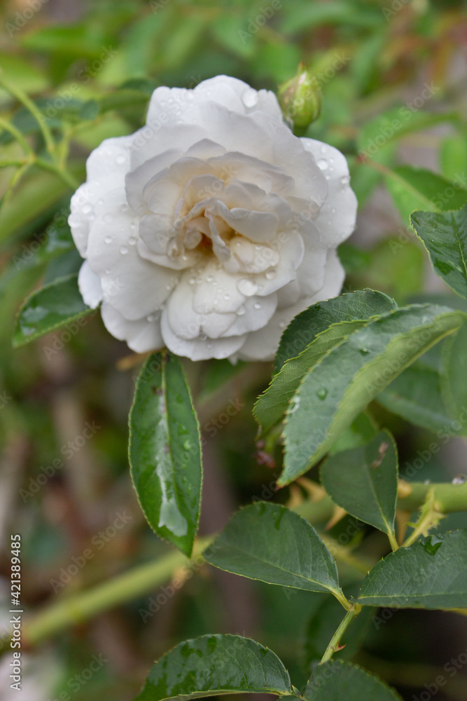 white rose in the garden white rose in the garden