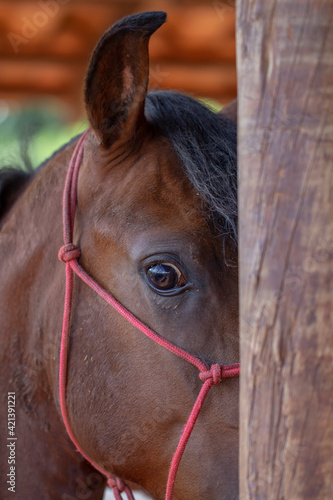 Horse s eye. Close up on the look of a beautiful bay horse.