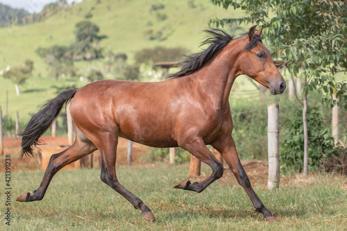 Young bay horse. Young Mangalarga Marchador horse with loose bay coat on the training track.