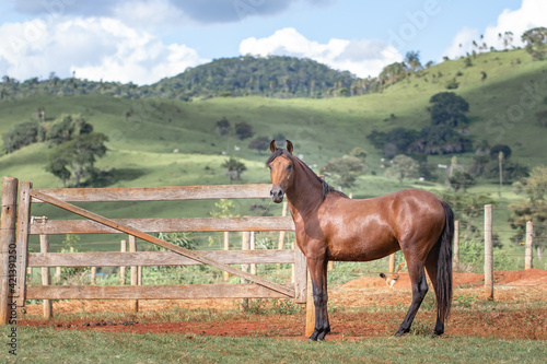 Young bay horse. Young Mangalarga Marchador horse with loose bay coat on the training track.
