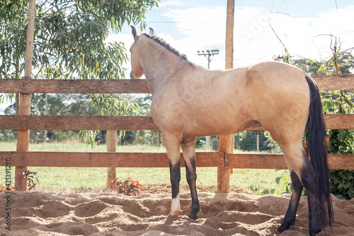 Slika na platnu Buckskin horse