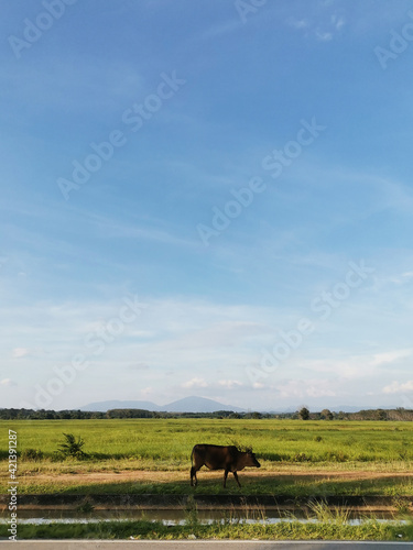Countryside Road with buffalo