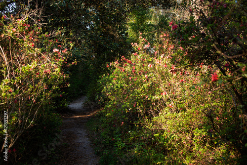 Trail framed by blooming azaleas in Ravine Gardens state park, Florida