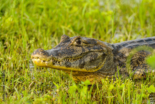 Alligator in Mato Grosso Pantanal, Pocone, Mato Grosso, Brazil on November 24, 2007.