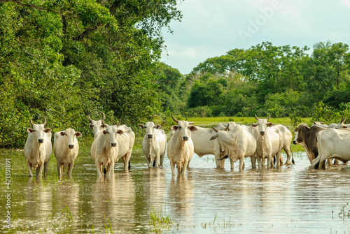 Cattle crossing a flooded area in the Mato Grosso wetland, Pocone, Mato Grosso, Brazil on November 25, 2007.