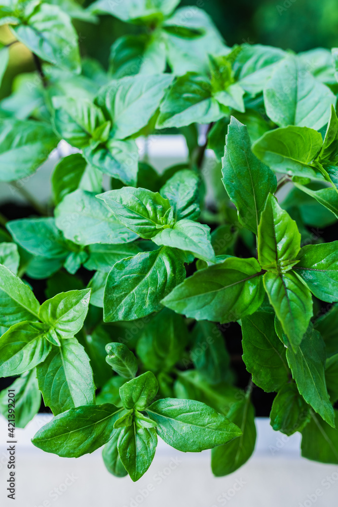 Growing basil at home. Plants close up Growing basil at home. Plants close up