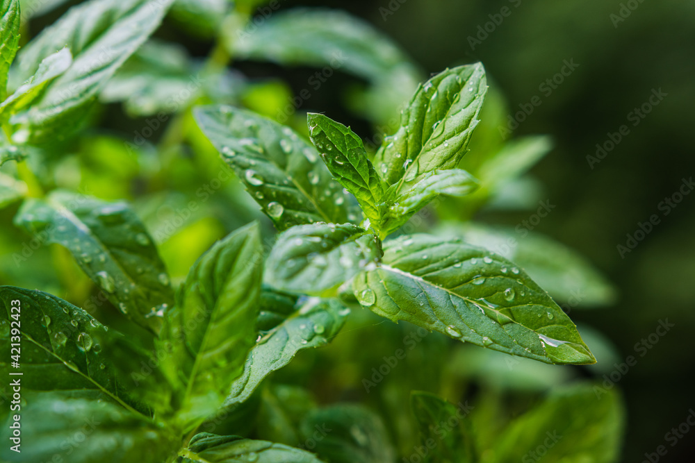 Growing basil at home. Plants close up Growing basil at home. Plants close up