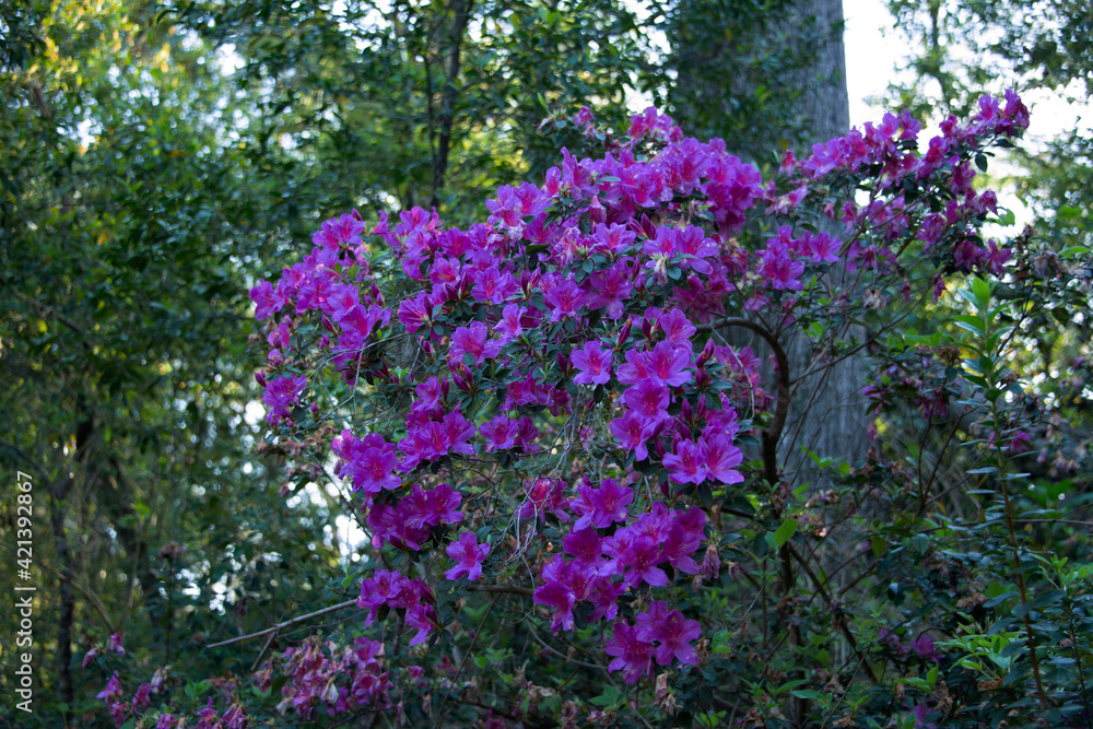 Isolated purple azaleas blooming in the sunshine Isolated purple azaleas blooming in the sunshine