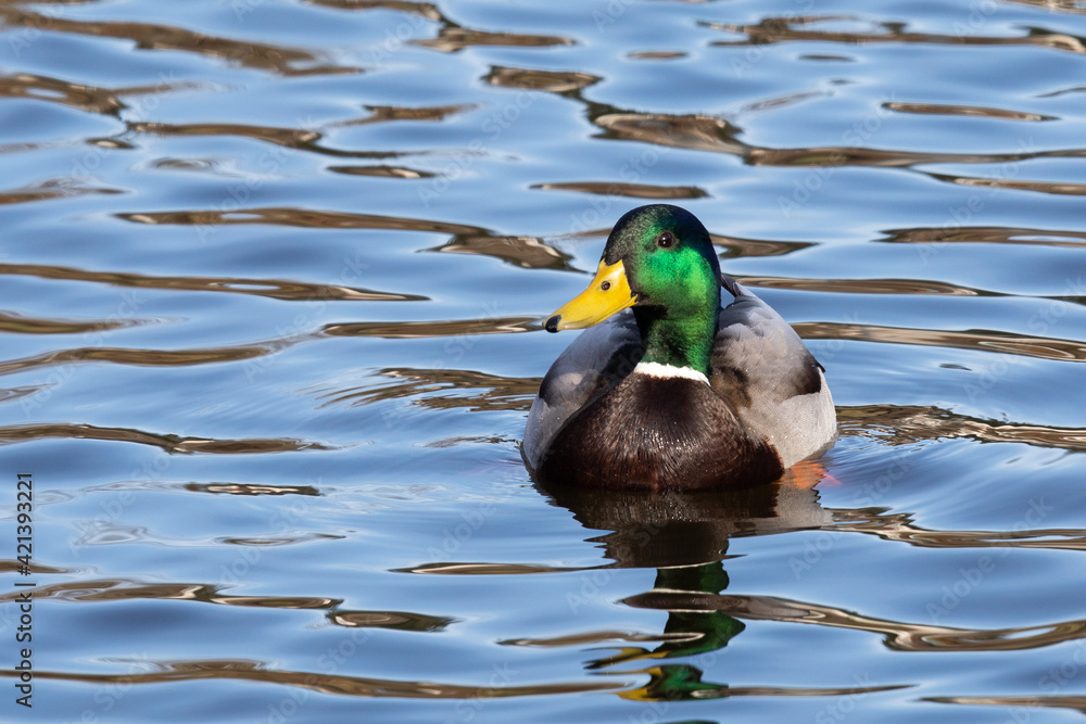 Iridescent Drake Mallard Rests Alertly on Beautiful Water Iridescent Drake Mallard Rests Alertly on Beautiful Water