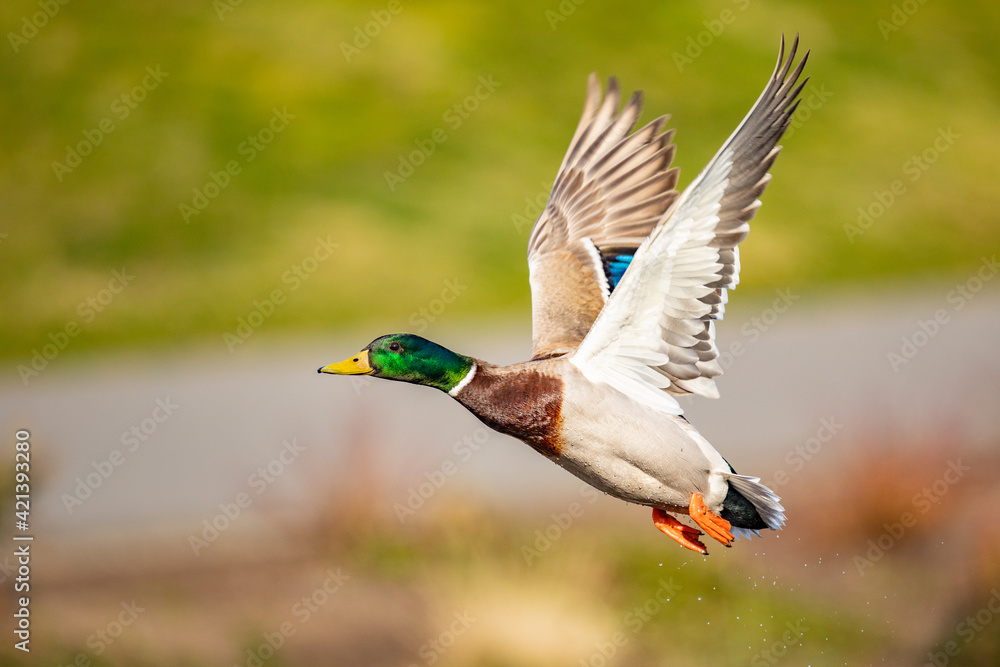 Obraz premium Iridescent Drake Mallard Duck Gains Altitude with Powerful Wing Beats