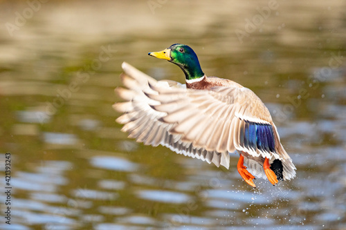 Iridescent Drake Mallard Duck Gains Altitude After Splashy Jump Off a Pond