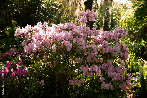 Fototapeta Naklejka Na Ścianę i Meble -  Azaleas blooming in the sunshine at the Ravine Gardens State Park
