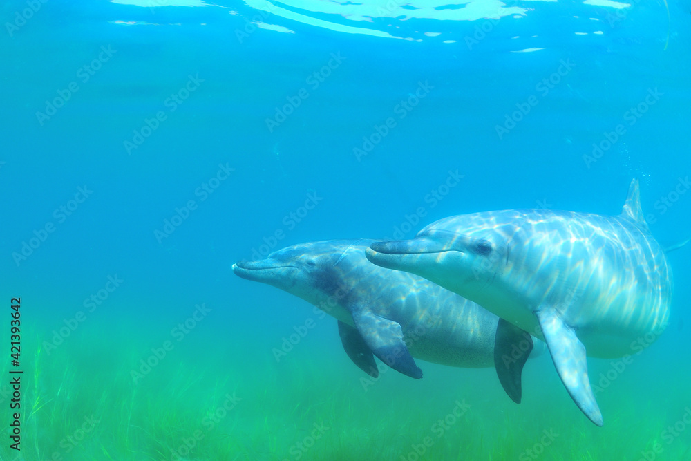 Fototapeta premium 日本海、能登島のイルカの家族