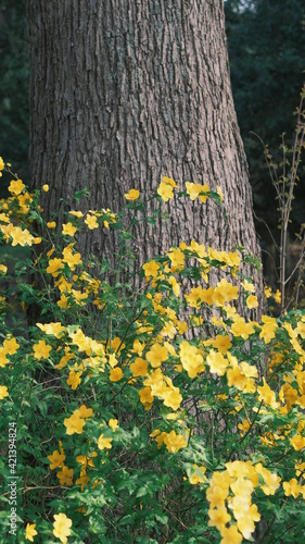 wild daffodils (narcissus) by a tree