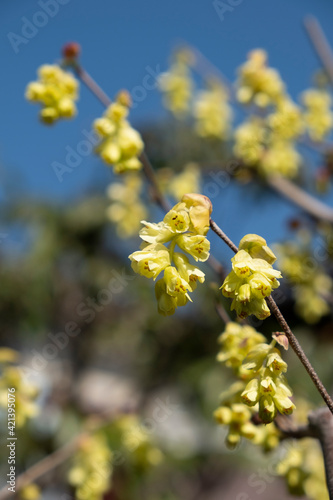 トサミズキの黄色い花