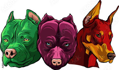 Heads of dogs pitbull dobermann bulldog vector