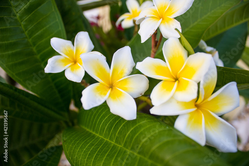 Fototapeta Naklejka Na Ścianę i Meble -  frangipani plumeria flowers