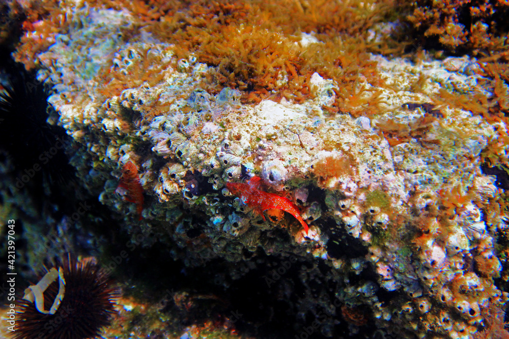 The red-black triplefin (Tripterygion tripteronotum)