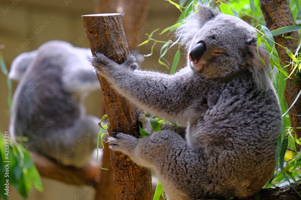 Fototapeta premium Koala