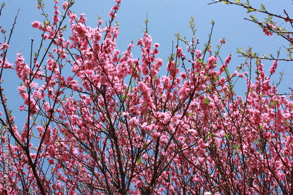 Spring flowering of peach tree on blue sky background. Delicate pink flowers on a branch in the garden. Closeup view - ピンク 桃の花 日本 Spring flowering of peach tree on blue sky background. Delicate pink flowers on a branch in the garden. Closeup view - ピンク 桃の花 日本
